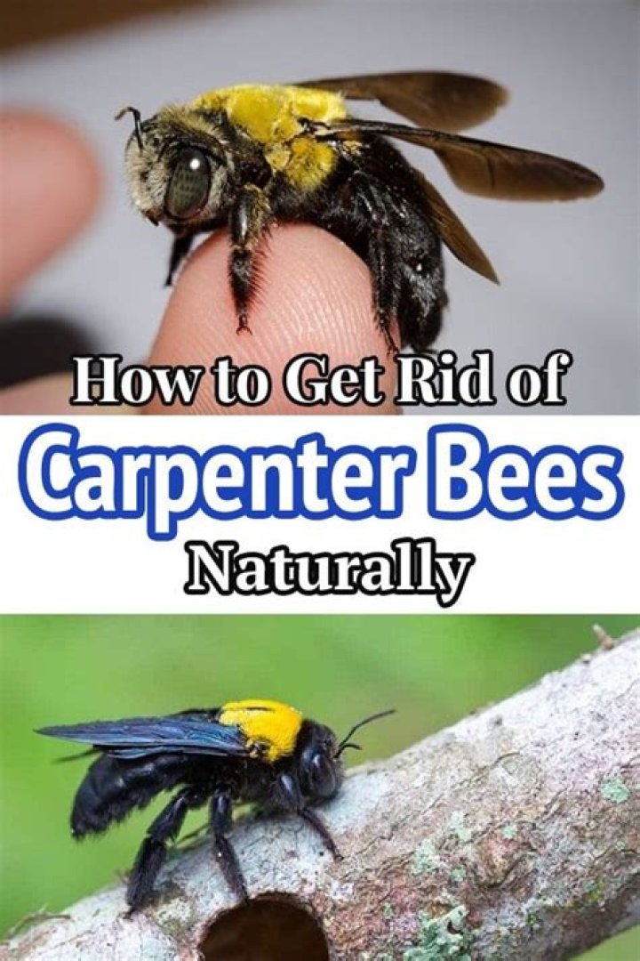 How can you tell if you have carpenter bees?