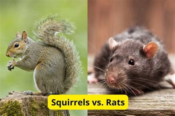 How can you tell if you have rats or squirrels in your attic?