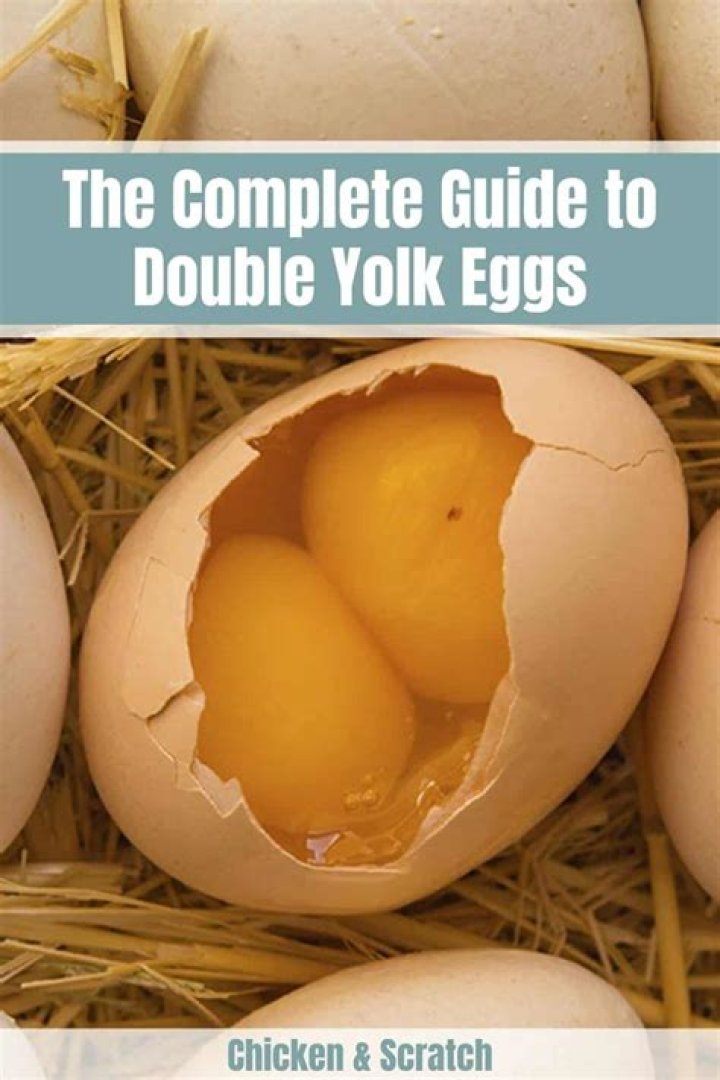 How common is double yolk eggs?