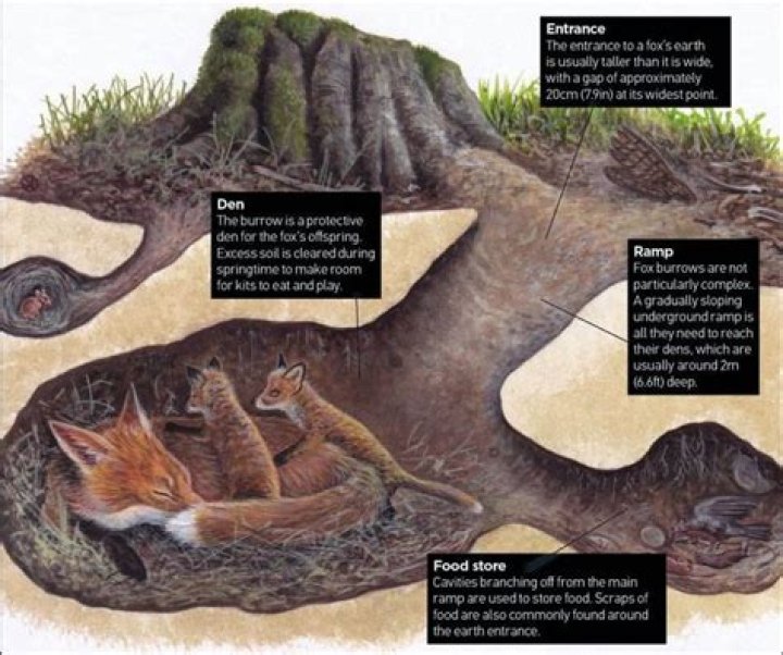 How deep do foxes dig their dens?