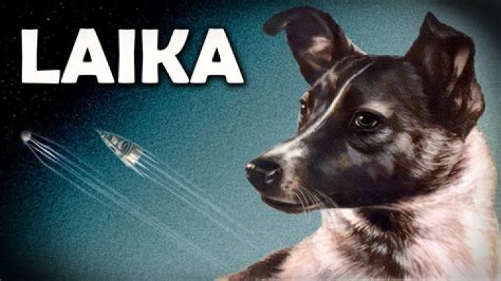 How did Laika died?