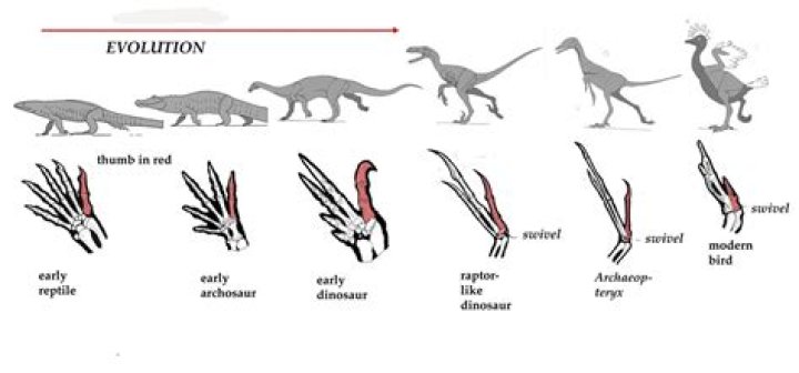 How did lizards evolve?