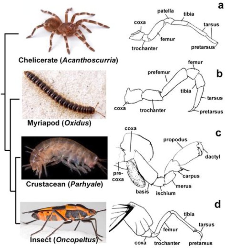 How do arthropods contribute to the decomposition and cycling of nutrients?