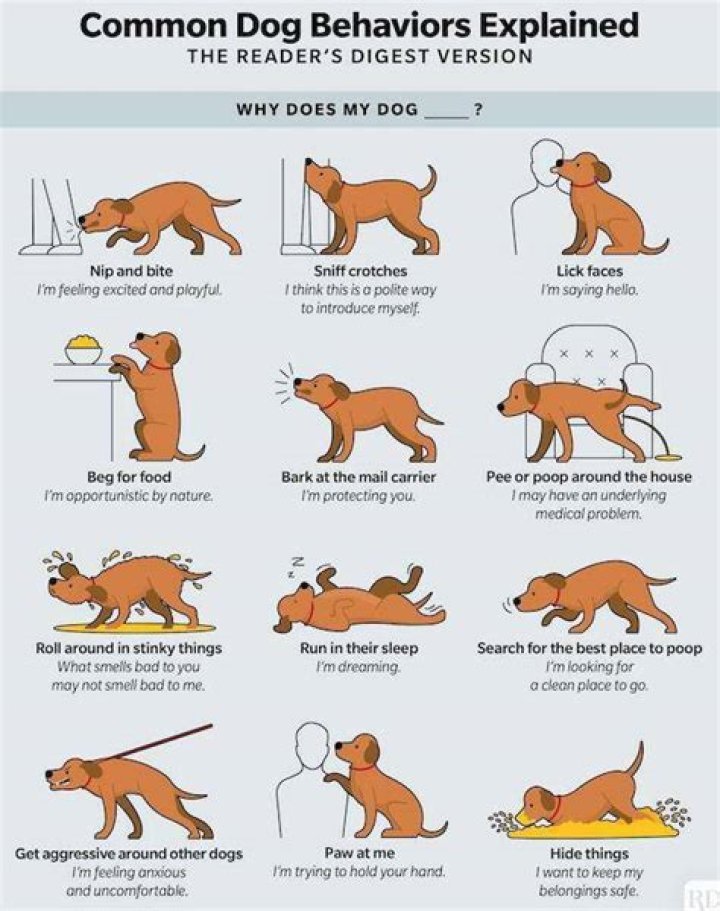 How do dogs behave when they are dying?