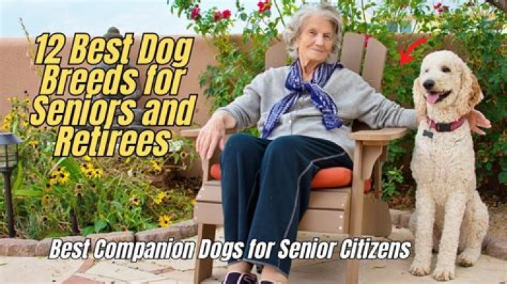 How do dogs help the elderly?