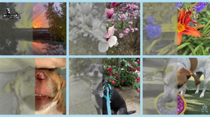 How do dogs see human faces?