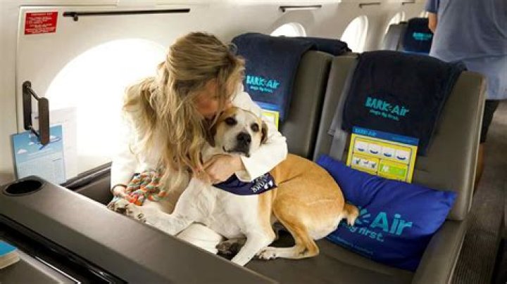 How do dogs travel on planes internationally?