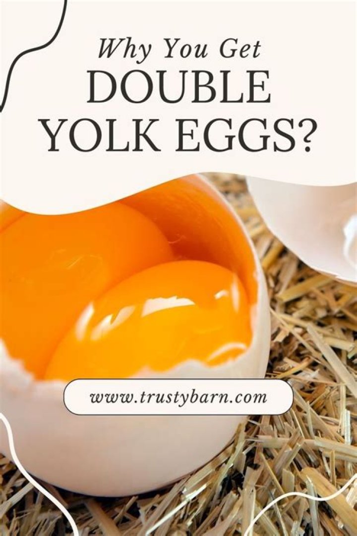 How do farmers make double yolk eggs?