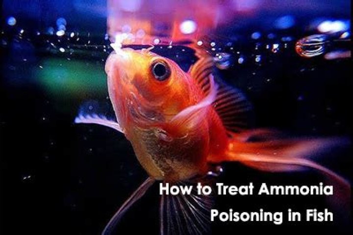 How do fish get ammonia poisoning?