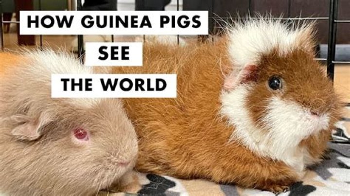 How do guinea pigs see in the dark?