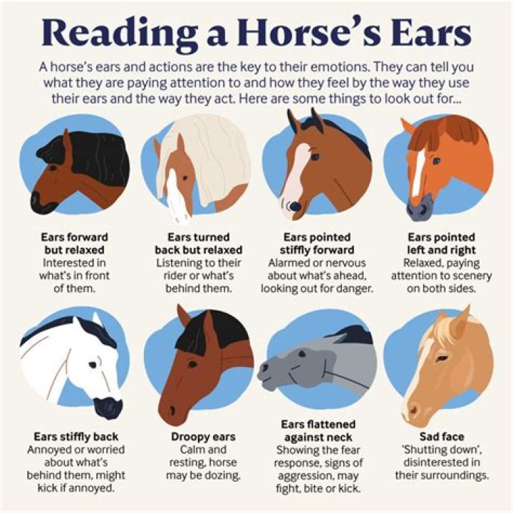 How do horses act when they are nervous?