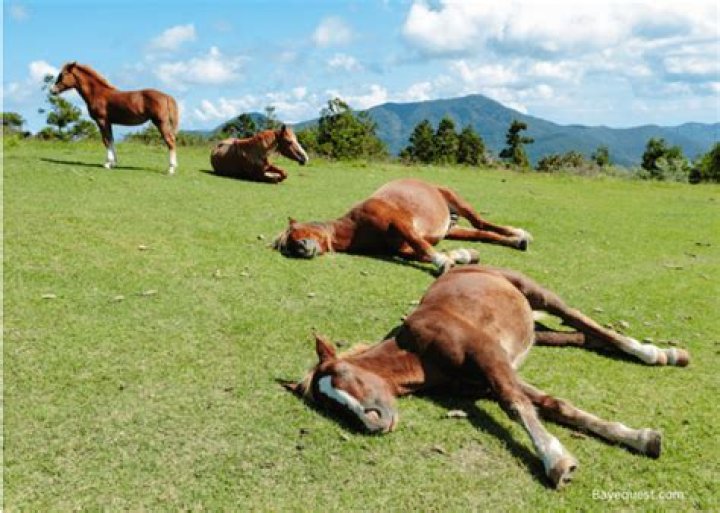 How do horses sleep?
