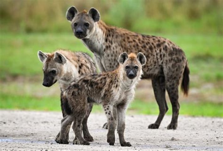 How do hyenas talk?