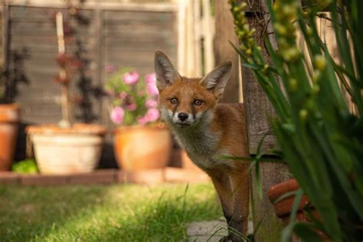 How do I get rid of a fox den in my garden UK?