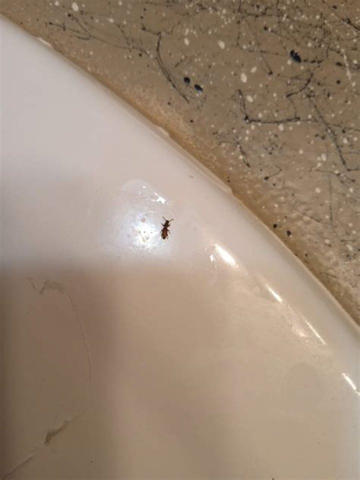 How do I get rid of little GREY bugs in my bathroom?