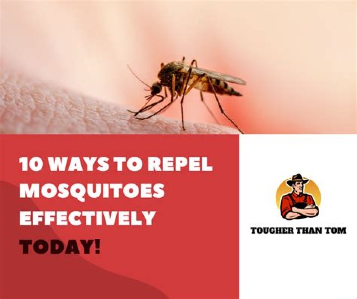 How do I get rid of mosquitoes in my room at night?