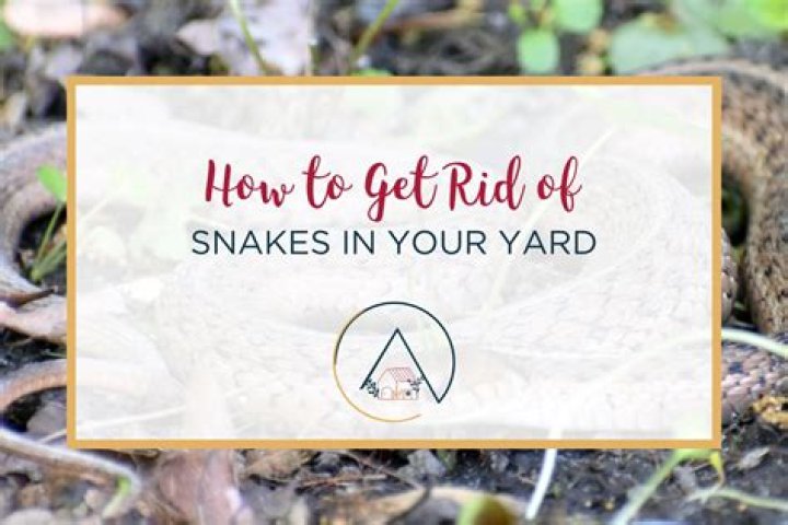 How do I get rid of snakes in my yard naturally?