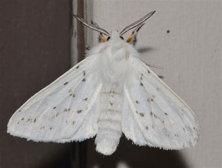 How do I get rid of white moths in my garden naturally?