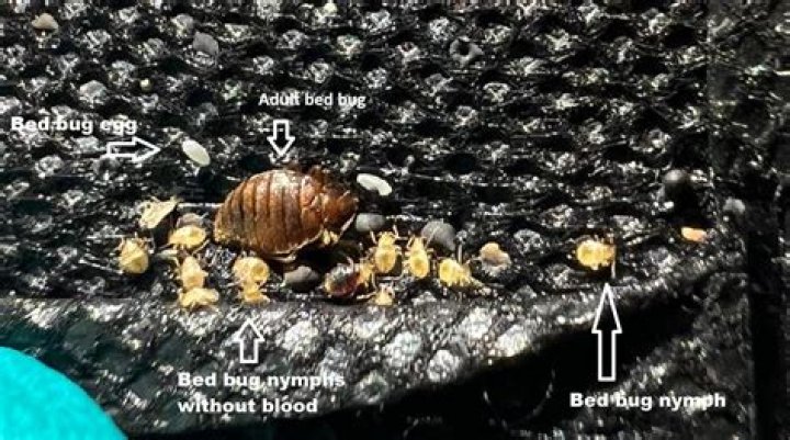 How do I identify a bed bug nymph?