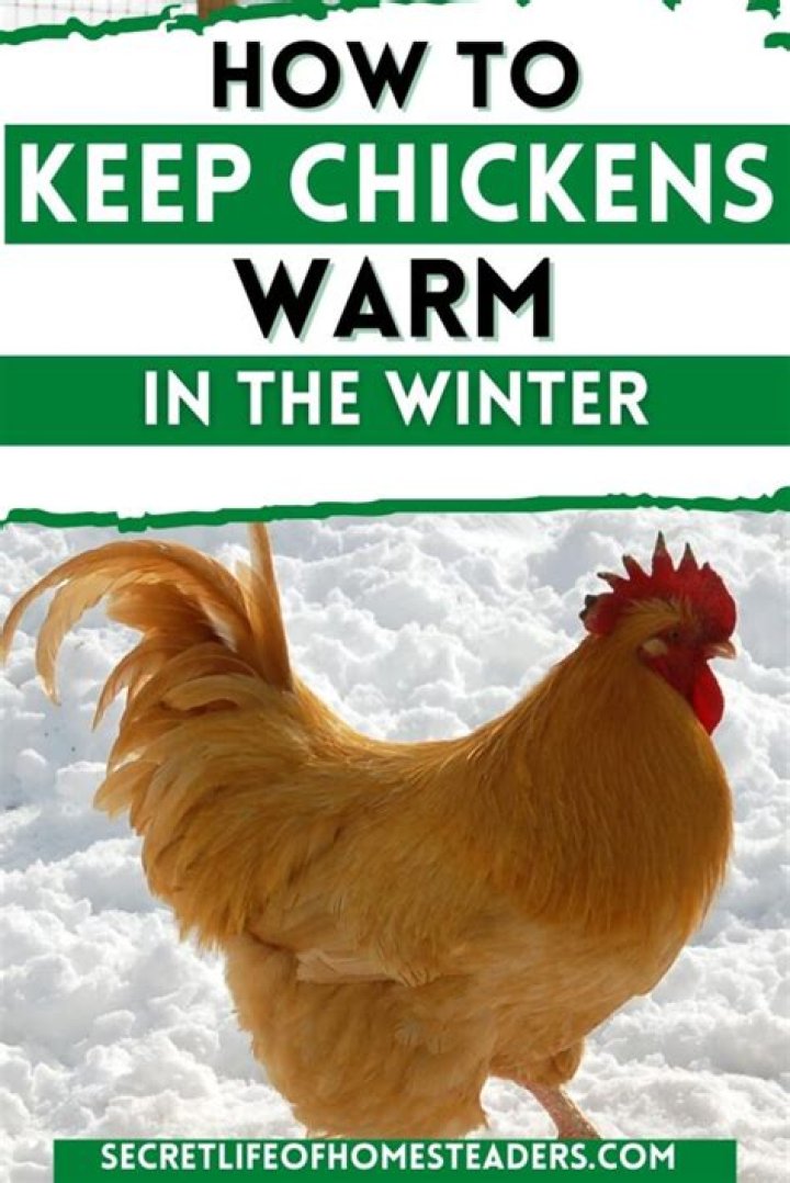 How do I keep chickens parasite free?