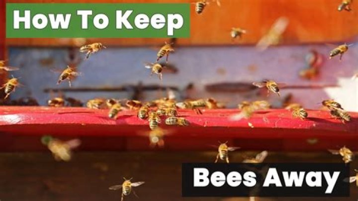 How do I keep flies and bees away from my food?