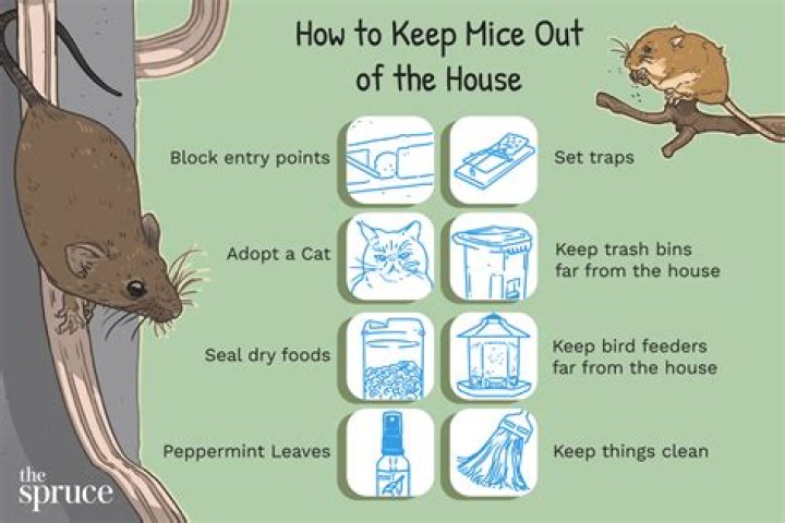 How do I keep rats and mice out of my chicken coop?