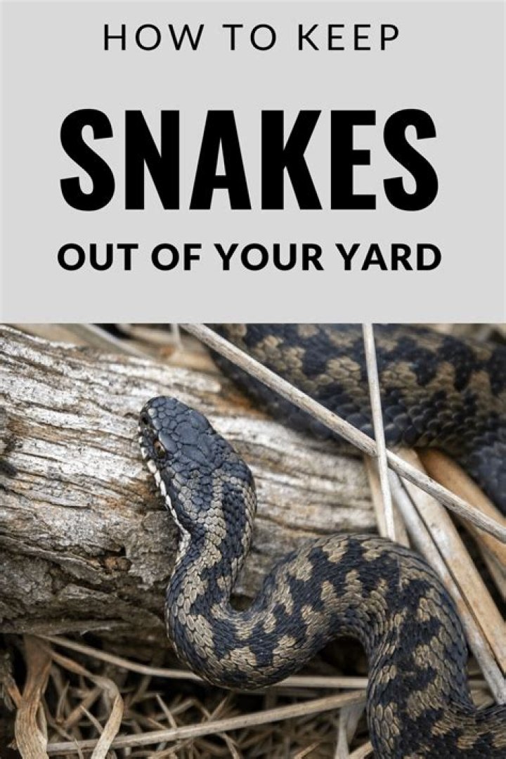 How do I keep snakes out of my yard in Florida?