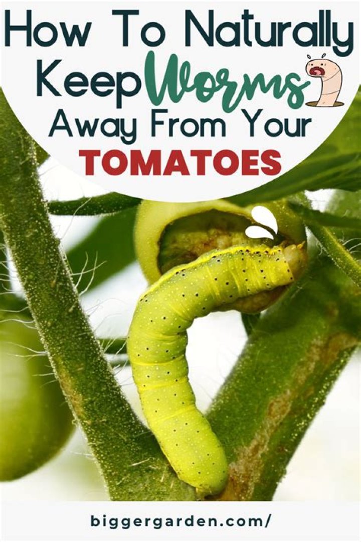 How do I keep worms off my tomato plants naturally?