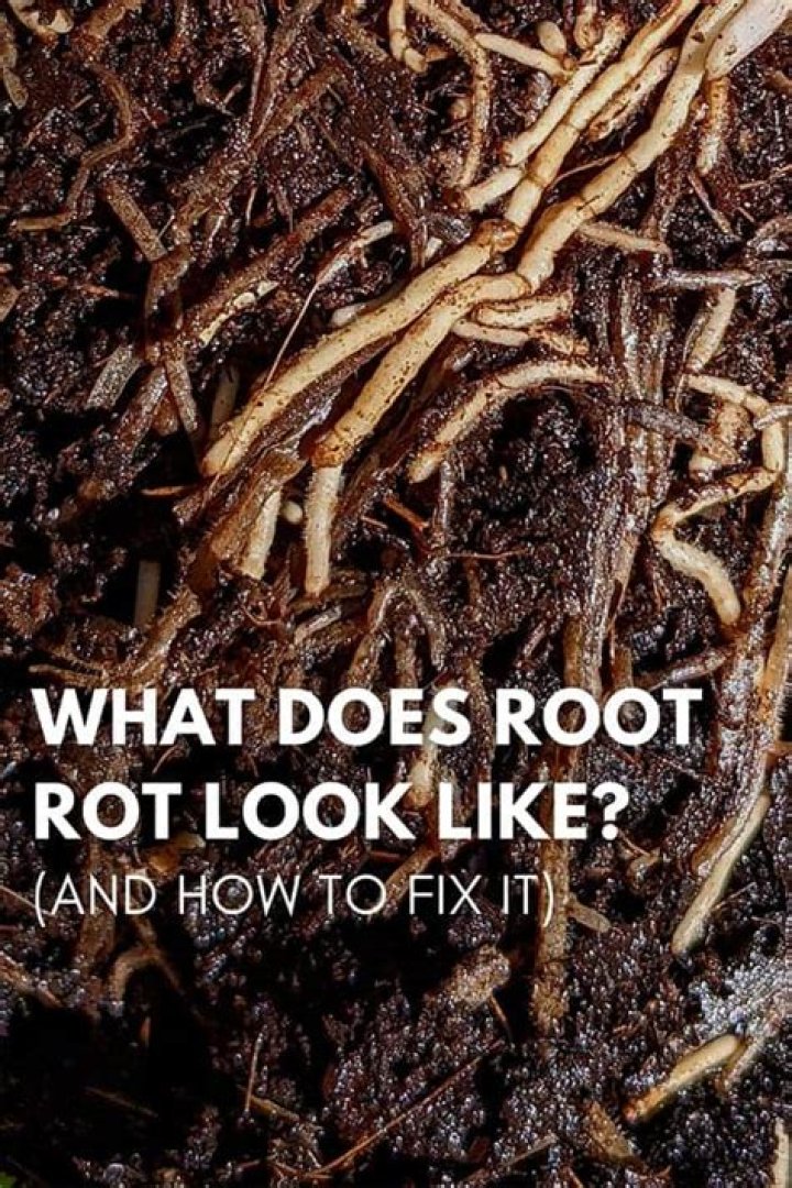 How do I know if I have root rot?
