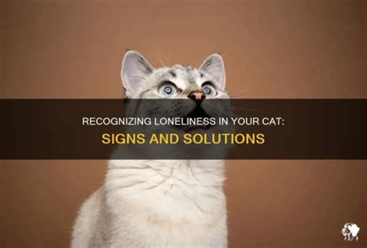 How do I know if my cat is lonely?