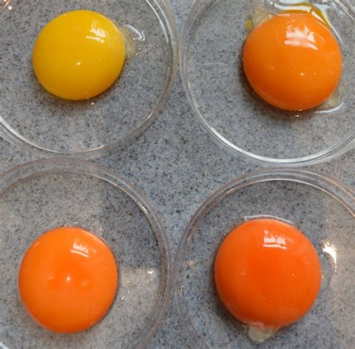How do I make my chicken eggs more orange?