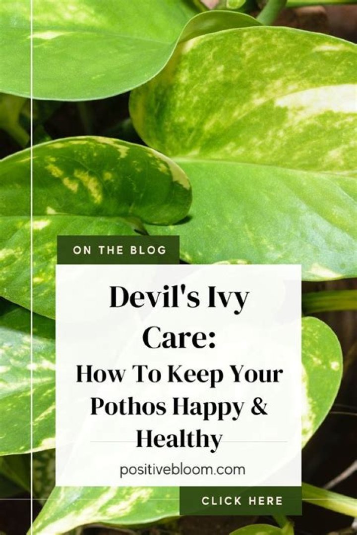 How do I make my pothos happy?