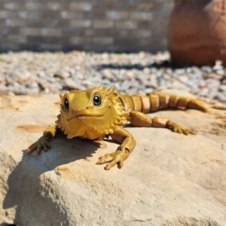 How do I take a bearded dragon on a road trip?