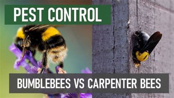 How do I tell the difference between a bumblebee and a carpenter bee?