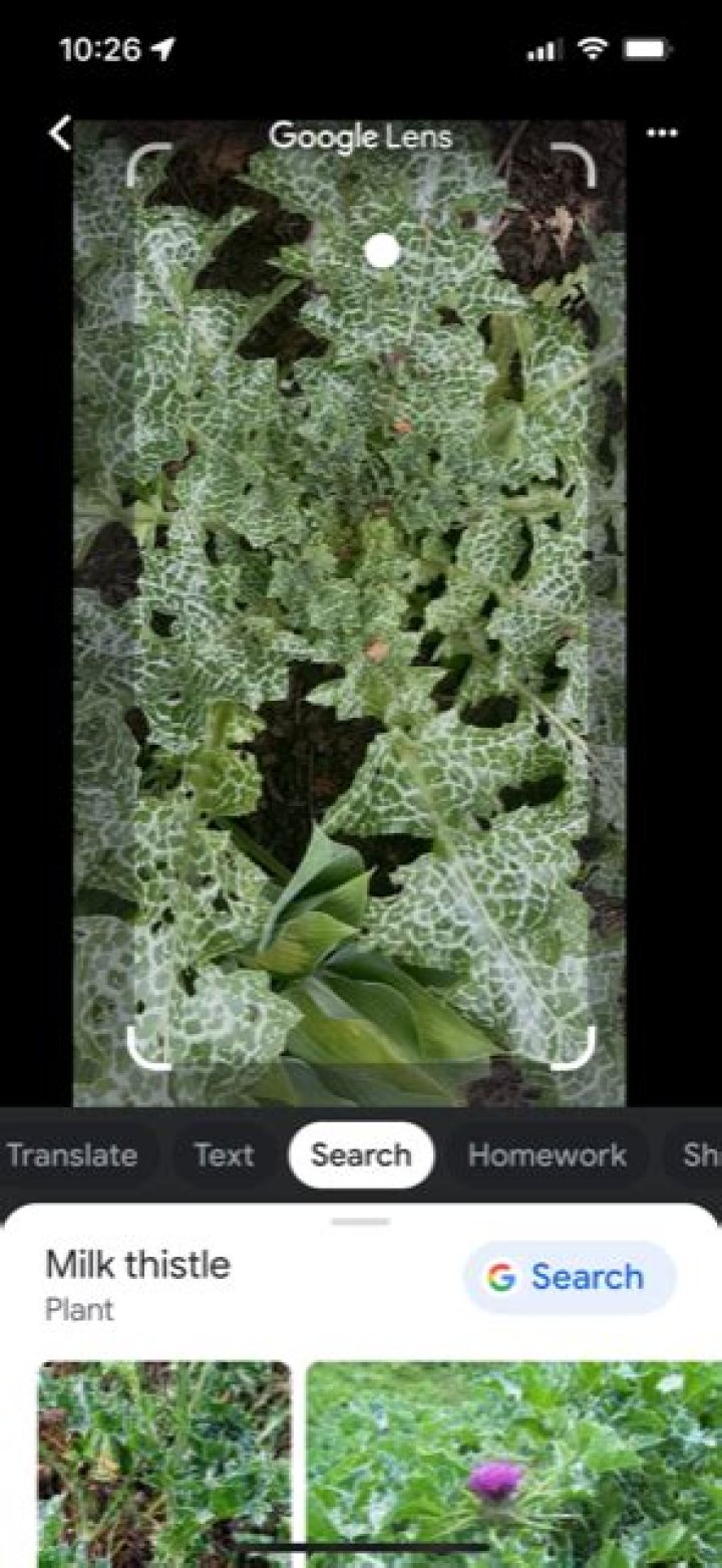 How do I use Google to identify a plant with a picture?