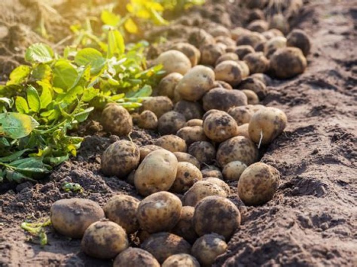 How do large farms harvest potatoes?