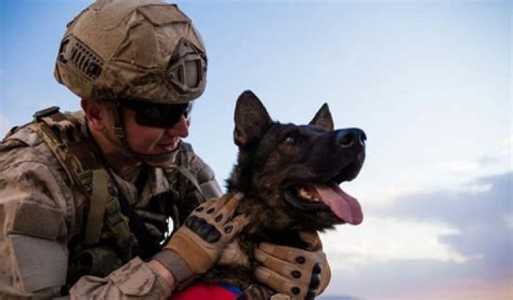 How do military dogs get rank?
