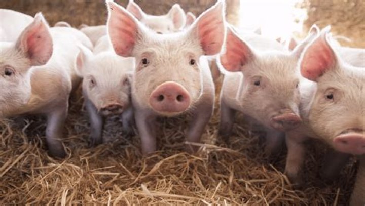 How do pigs act when in heat?