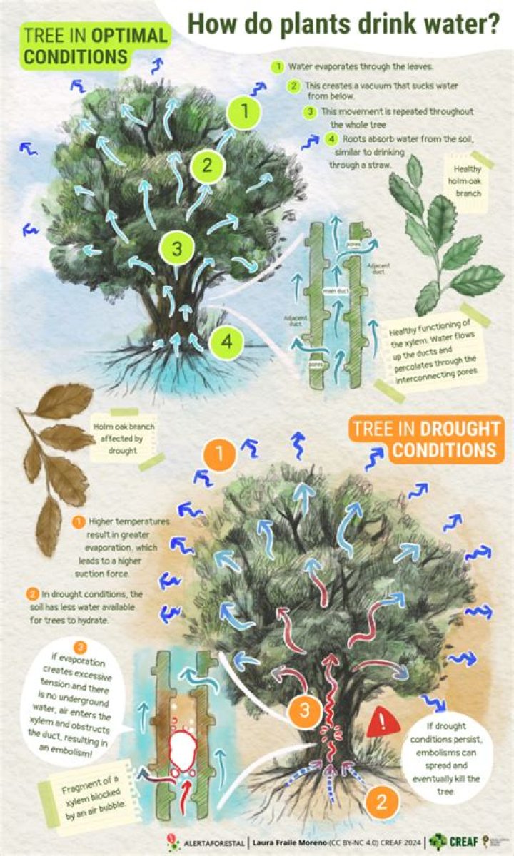 How do plants drink water?