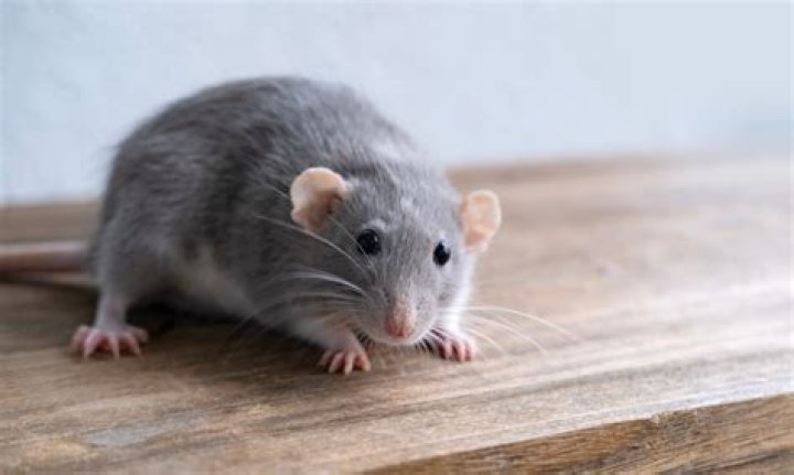 How do rats get on ships?