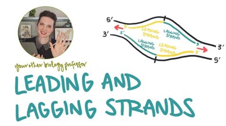 How do the leading and lagging strands differ quizlet?