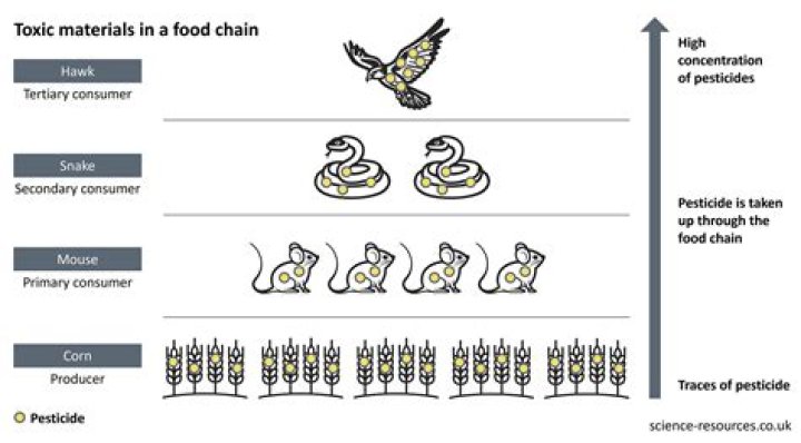 How do toxins move up the food chain?