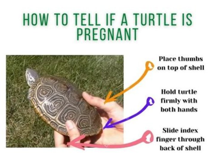 How do turtles get pregnant?