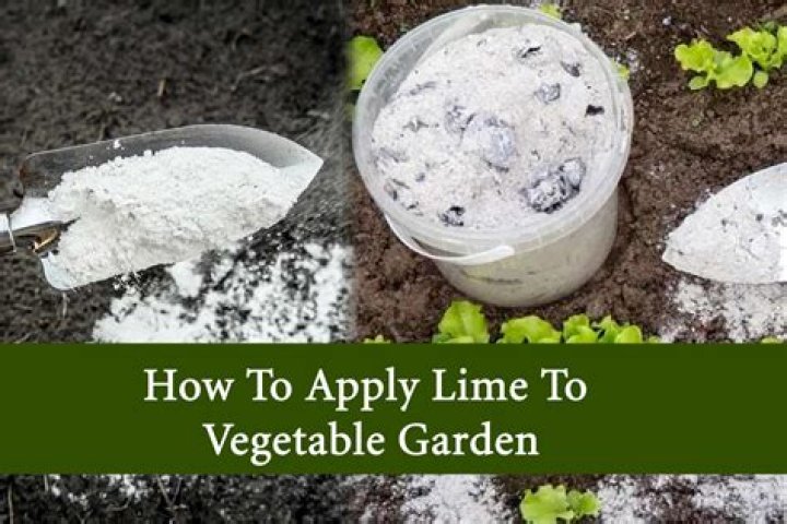 How do you apply gypsum to a vegetable garden?