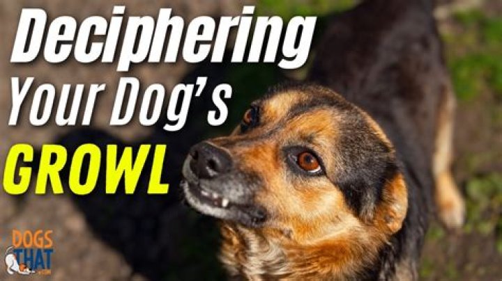 How do you calm a growling dog?