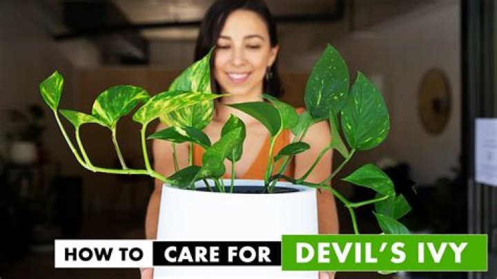 How do you care for indoor Devils Ivy?