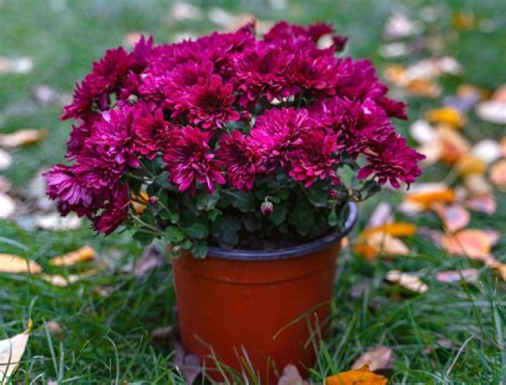 How do you care for outdoor potted mums?