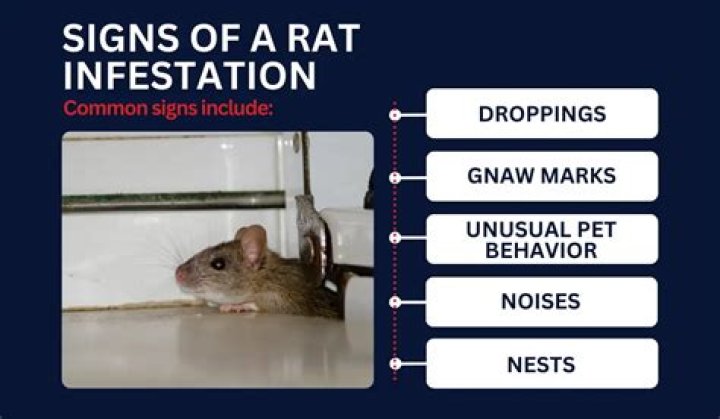 How do you deal with a rat infestation?