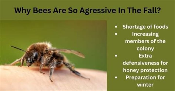 How do you deal with aggressive bees?