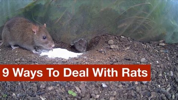 How do you deal with rats outside?
